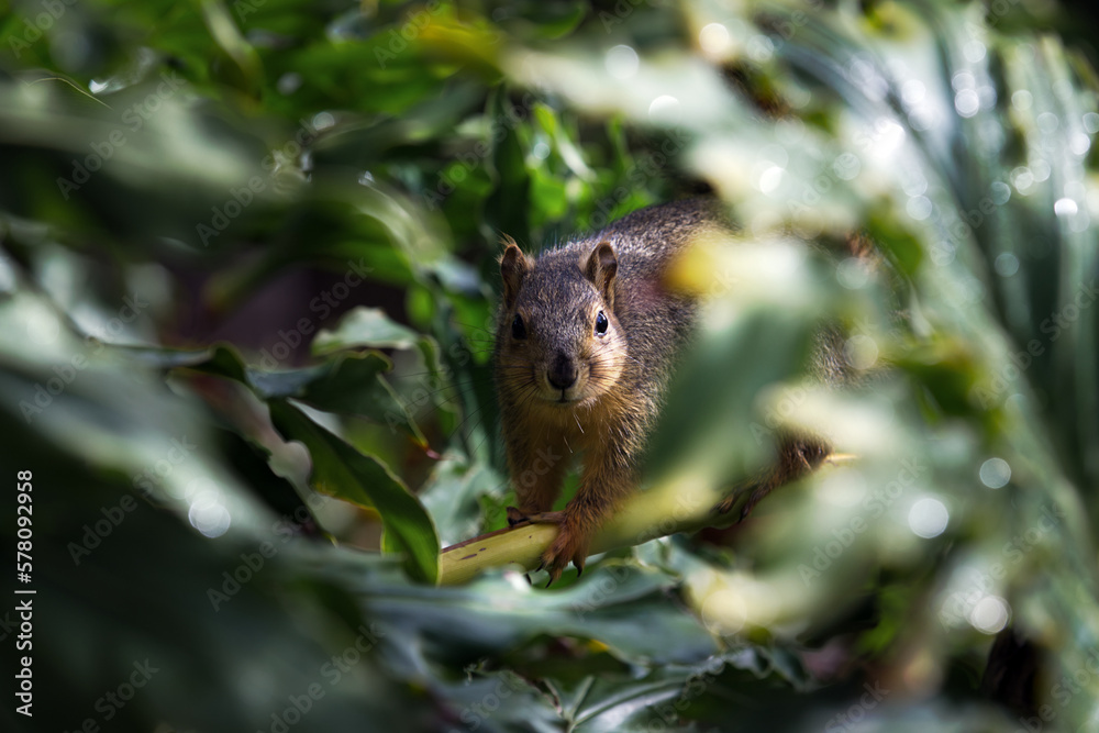 Fox squirrel (Sciurus niger) also known as the eastern fox squirrel or Bryant's fox squirrel, is the largest species of tree squirrel native to North America
Fox squirrel (Sciurus niger) also known as the eastern fox squirrel or Bryant's fox squirrel, is the largest species of tree squirrel native to North America