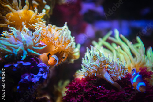 Cute clownfish hiding on anemone reef on tropical underwater sea © jordieasy
