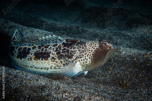 Greater weever fish in the sand in the Canary Islands
