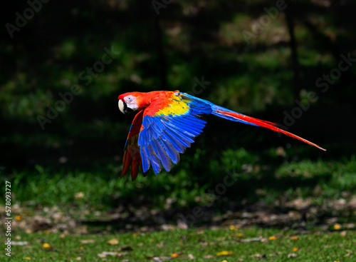 Wild Scarlet Macaw in flight over field with green grass