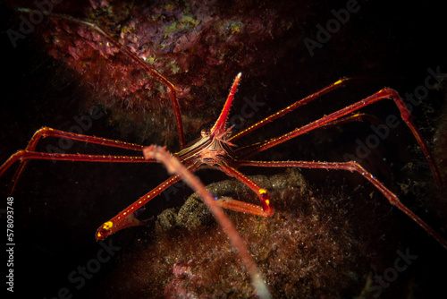 Arrow crab in the Atlantic Ocean photo