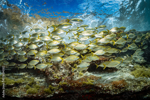 Fototapeta Naklejka Na Ścianę i Meble -  Yelloow snappers schooling in shallow water above coral reef