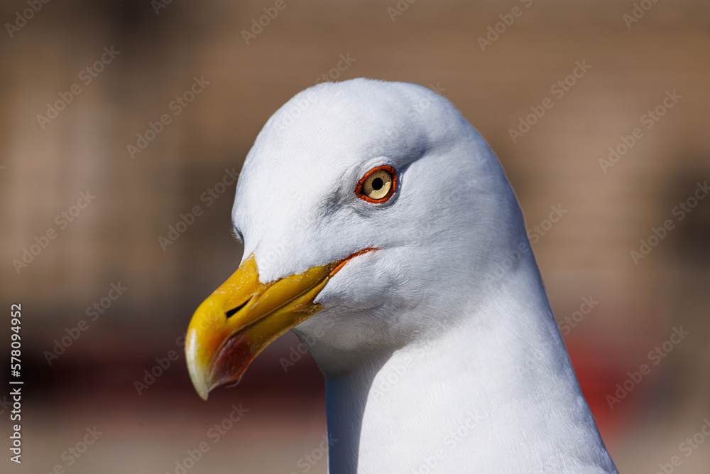 Close-up of a seagull looking around Close-up of a seagull looking around