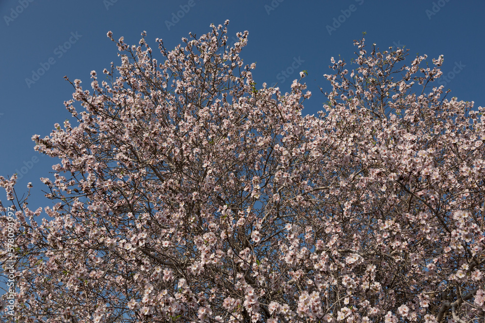 Spring time of beautifully flowering fruit trees Spring time of beautifully flowering fruit trees