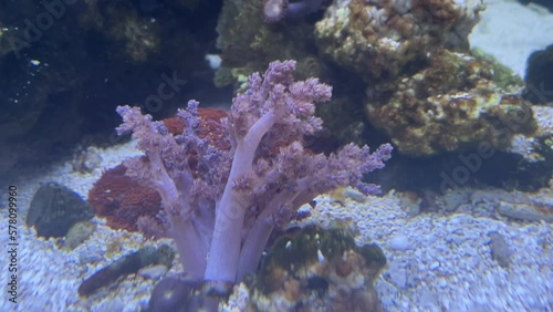Eine Koralle, Capnella im Aquarium. photo