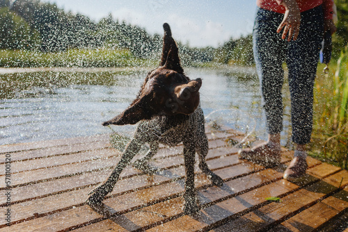 dog chocolate labrador retriever shakes off after jumping into lake from pier, pet waterfowl animal dives and has fun in nature. relax and walk with hound in park. happy host and nursling photo