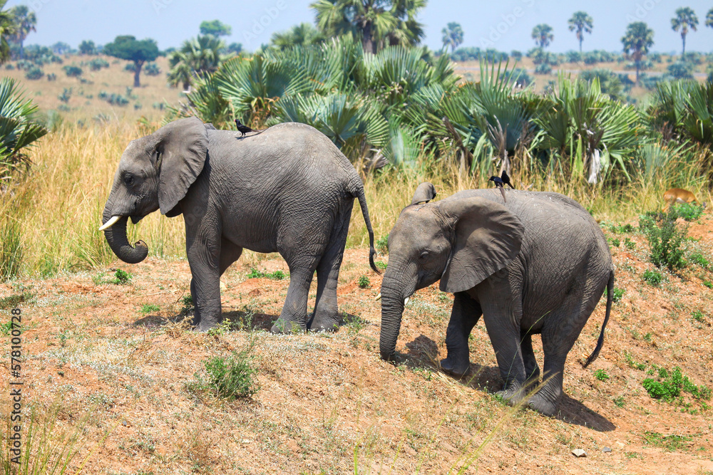 Fototapeta premium African bush elephants (Loxodonta africana)