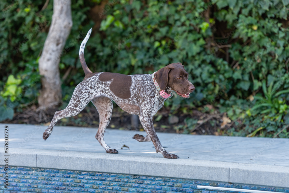 Cute German Shorthaired Pointer in the backyard