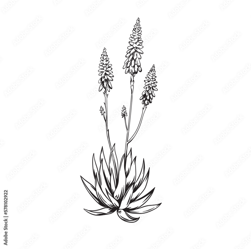 Blooming agave plant. Hand drawn black and white tropical plant. Vector illustration. Foliage design. Botanical element isolated on a white background.