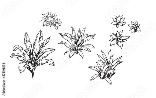 Hand drawn black and white tropical plants. Vector illustration set. Foliage design. Botanical element isolated on a white background.