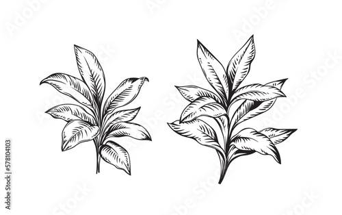 Hand drawn black and white tropical plants. Vector illustration set. Foliage design. Botanical element isolated on a white background. © Anna Sm