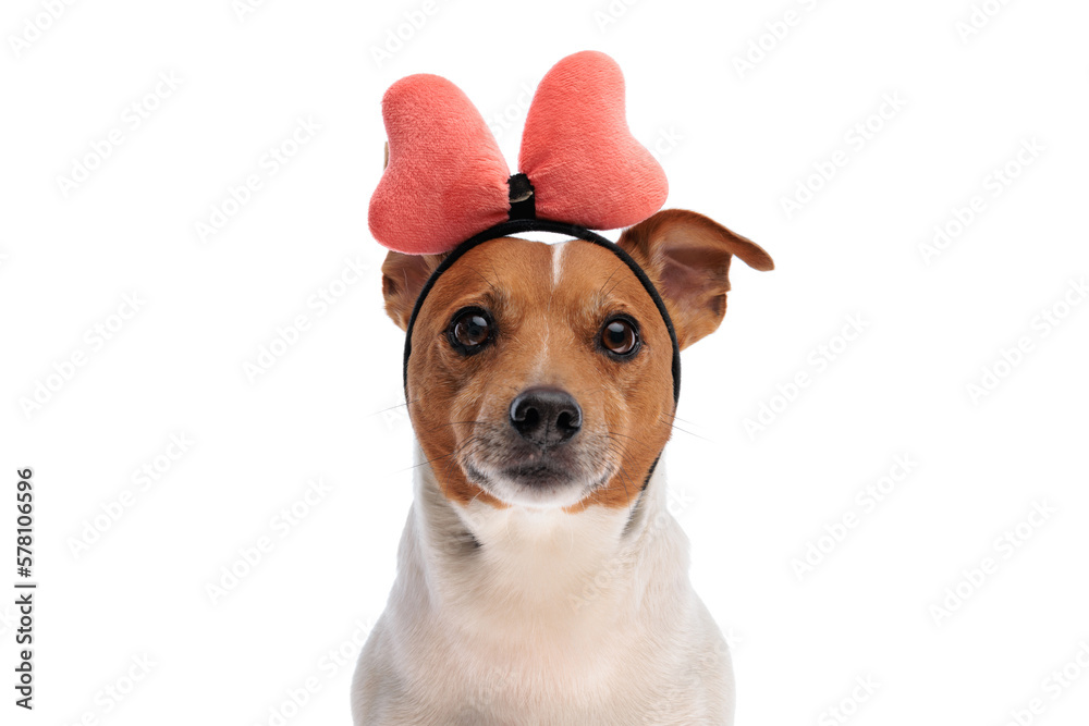 cute little jack russell terrier dog wearing pink bow headband