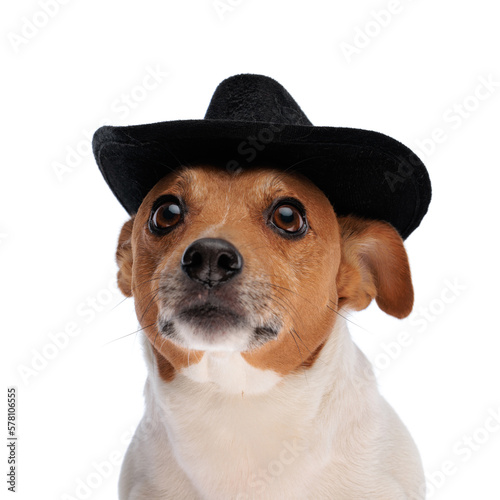 adorable jack russell terrier dog with black hat looking up and being curious © Viorel Sima