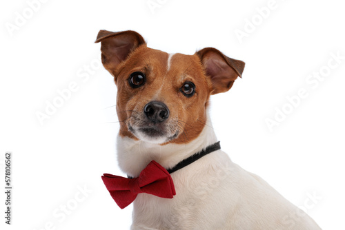 side view of elegant jack russell terrier doggy with bowtie
