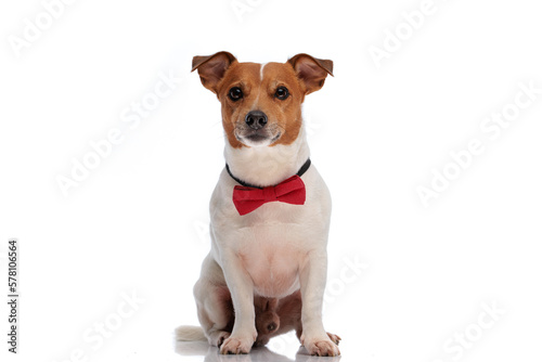 Fototapeta Naklejka Na Ścianę i Meble -  elegant jack russell terrier puppy wearing red bowtie and sitting on white background