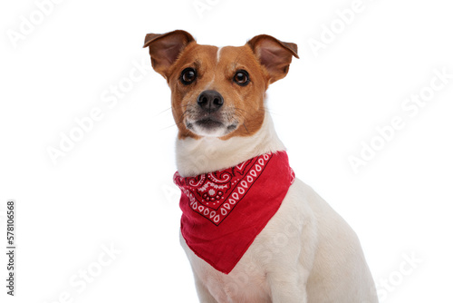 Valokuva beautiful jack russell terrier puppy with bandana looking up