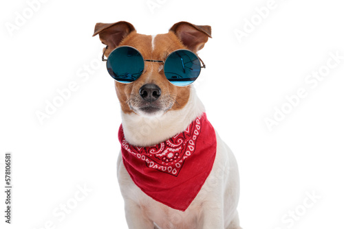 portrait of cool jack russell terrier dog wearing red bandana and sunglasses
