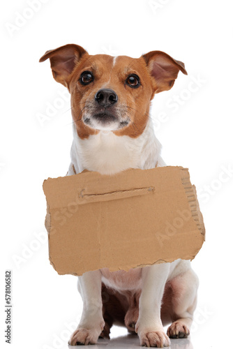 Fototapet cute jack russell terrier puppy wearing carton sign for adoption