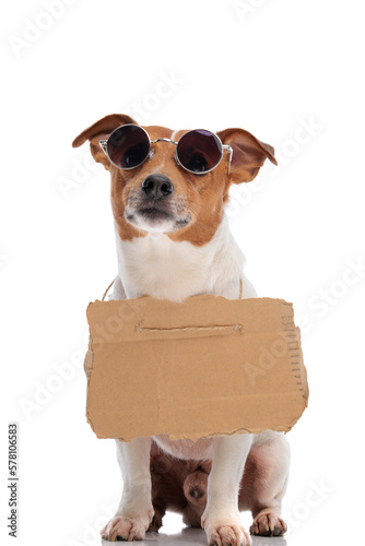 street jack russell terrier dog wearing sunglasses and carton sign for adoption