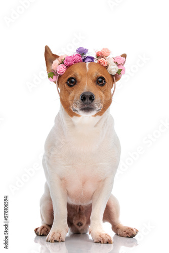 Fototapeta Naklejka Na Ścianę i Meble -  adorable jack russell terrier dog wearing flowers headband and sitting