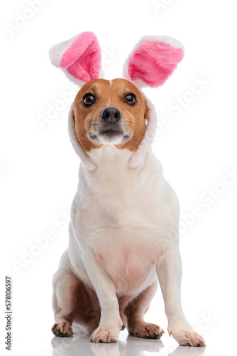 sweet little jack russell terrier puppy wearing bunny ears headband