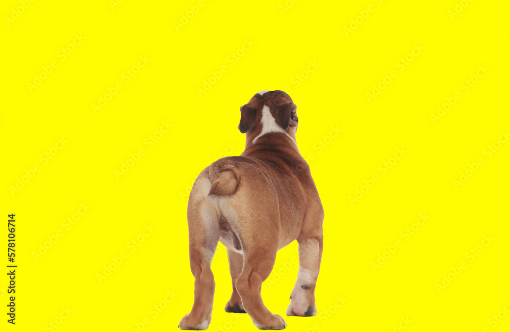 english bulldog dog showing his buttocks at camera english bulldog dog showing his buttocks at camera