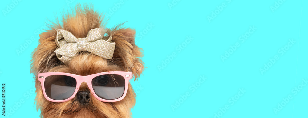 yorkshire terrier dog wearing sunglasses and bowtie