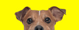 jack russell terrier dog feeling shy