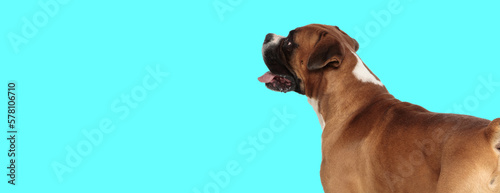 boxer dog looking to side and panting © Viorel Sima