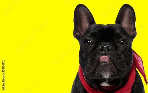 french bulldog dog sticking out tongue at the camera © Viorel Sima
