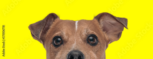 Canvas-taulu jack russell terrier dog feeling shy