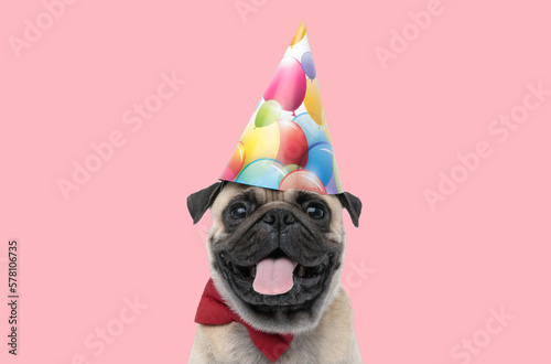 Fotobehang pug dog wearing birthday hat and sticking out tongue