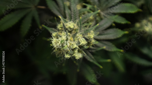 Cannabis Bud3