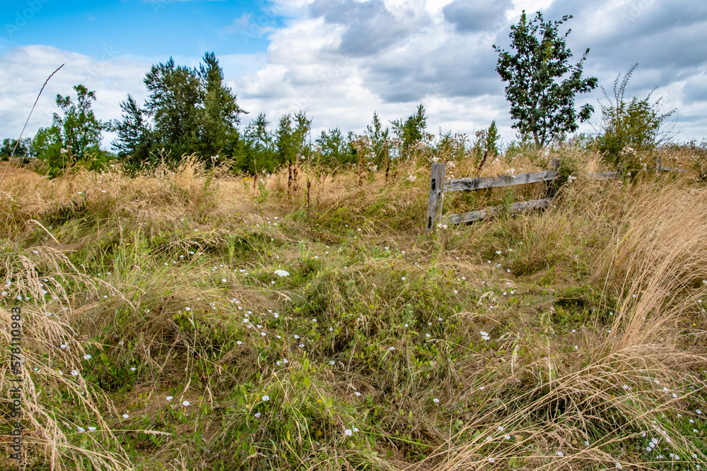 Fototapeta premium Wildflower Patches in Meadow Prairie at Powell Butte Park in East Portland, OR