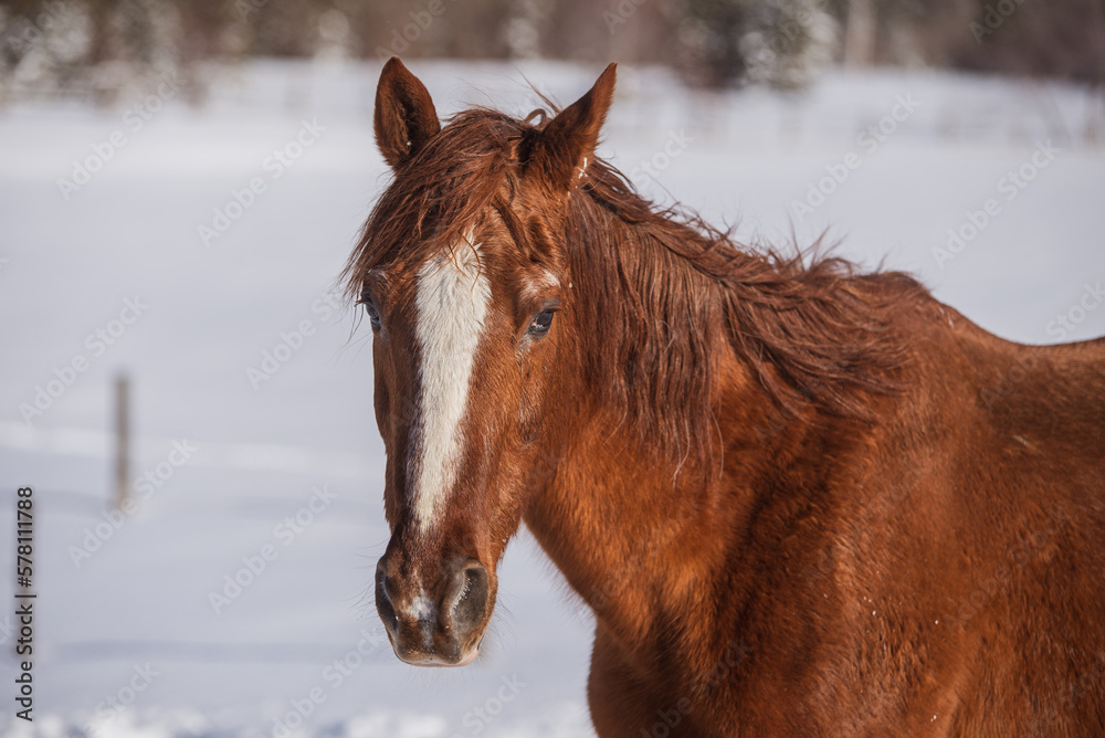 Very old horse outside in winter Very old horse outside in winter