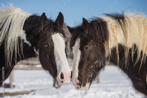 Beautiful Drum horses, gypsy horses smelling each other outside in winter photo