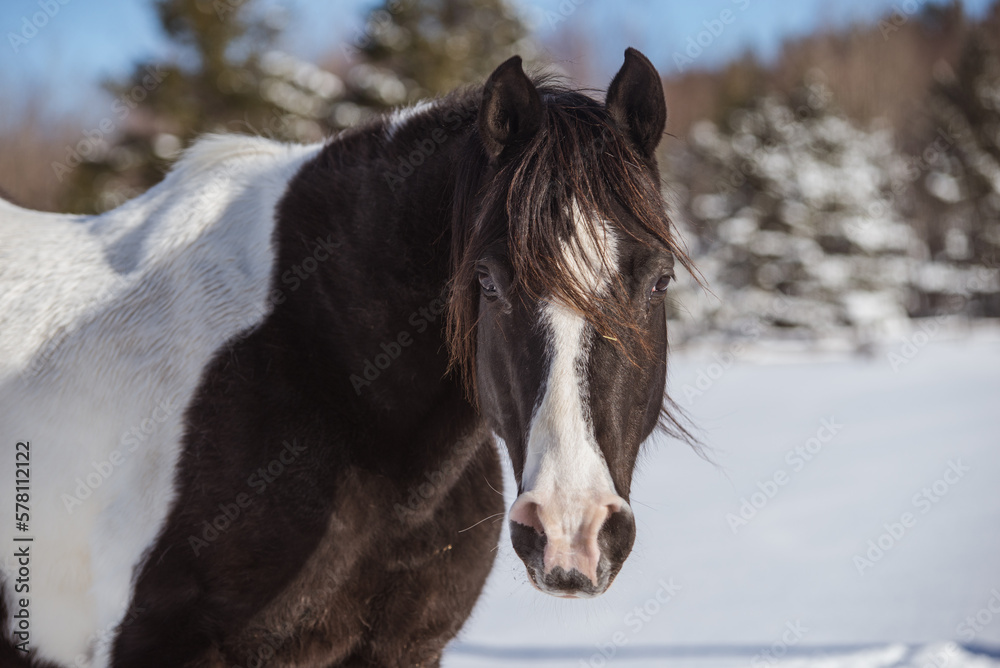 Obraz premium Black and white arabian horse close up outside in winter