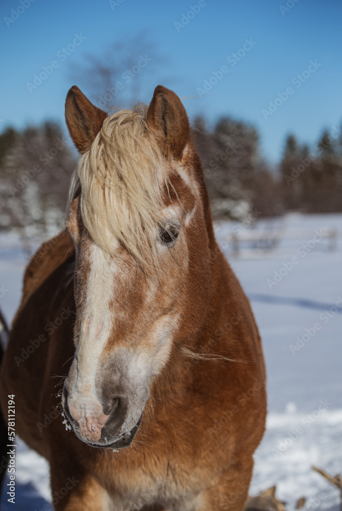 Very old belgium draft horse outside in winter Very old belgium draft horse outside in winter