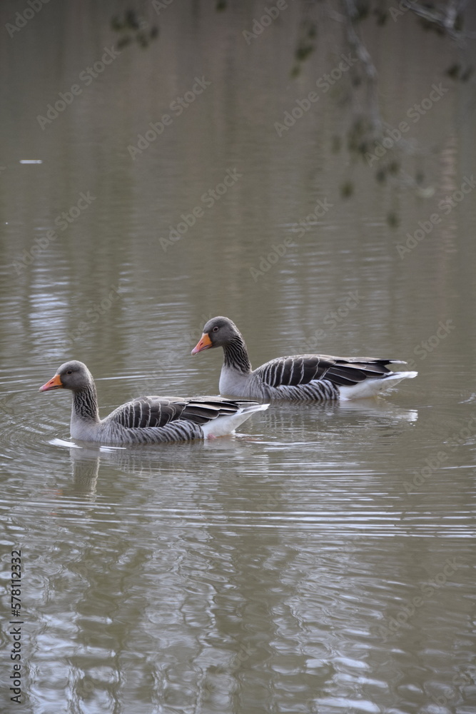 Fototapeta premium mallard couple