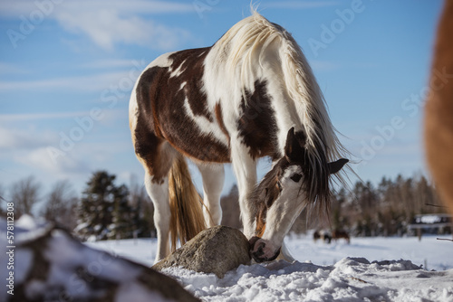 Drum horse  gypsy horse outside in winter