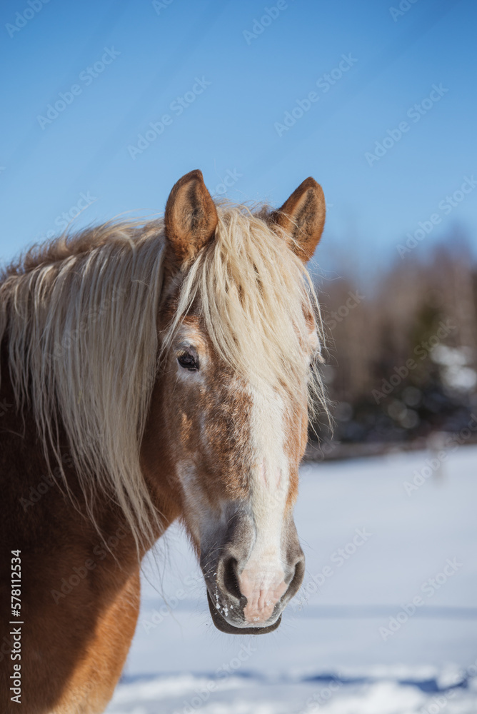Fototapeta premium Very old belgium draft horse outside in winter