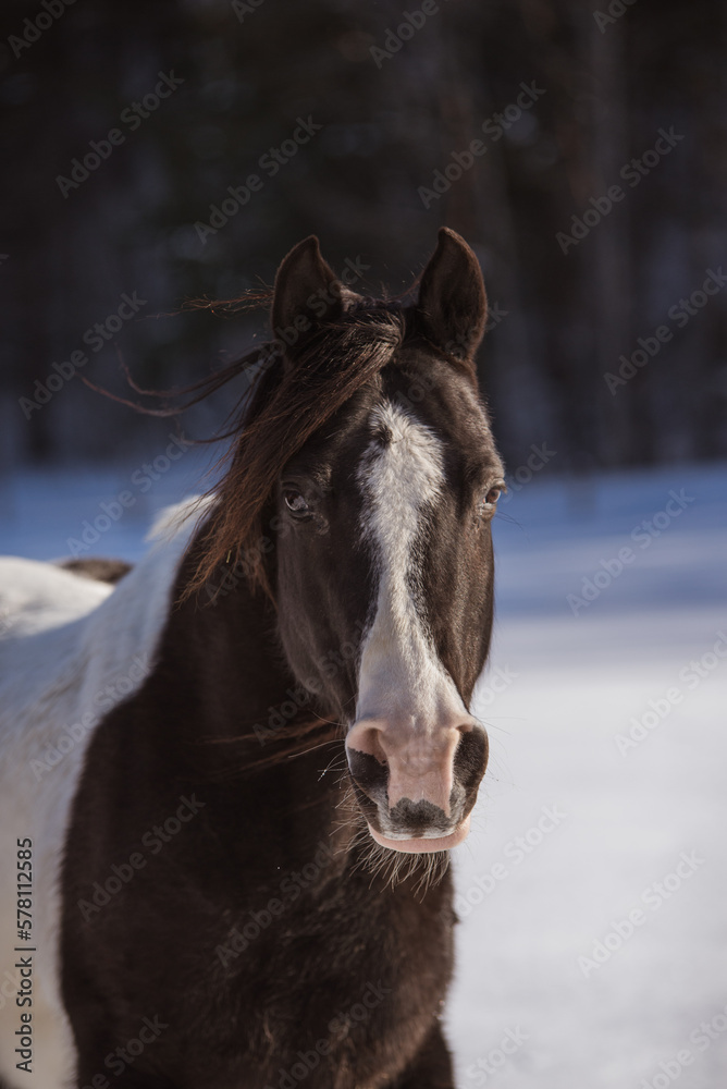 Black and white arabian paint horse outside in winter Black and white arabian paint horse outside in winter