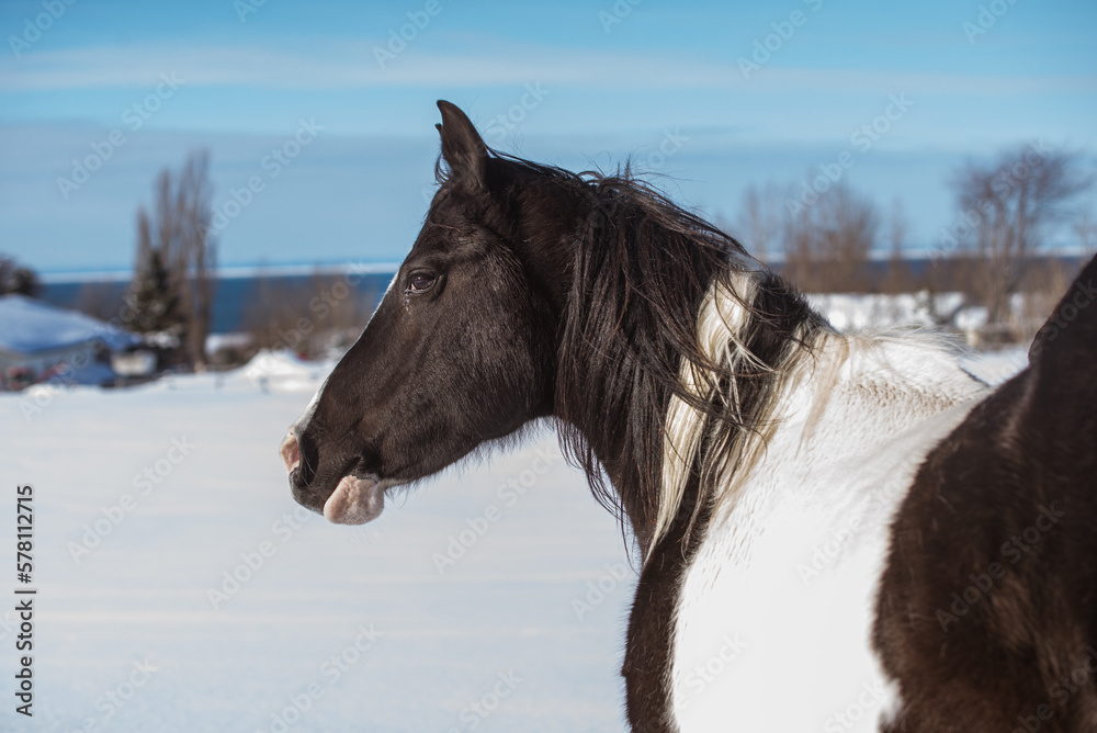 Black and white arabian paint horse outside in winter Black and white arabian paint horse outside in winter