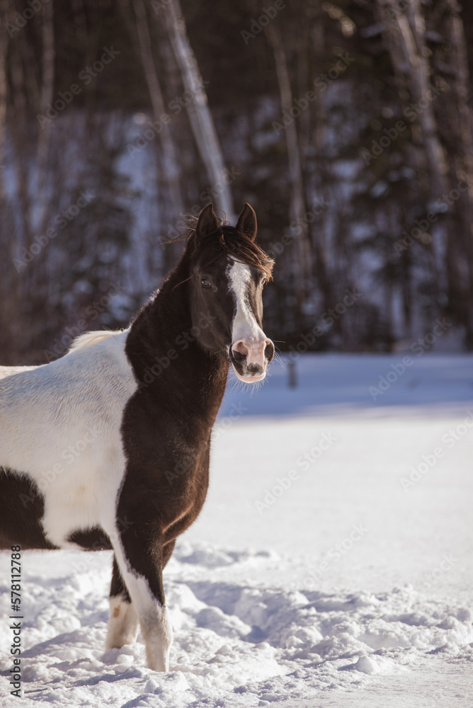 Black and white arabian paint horse outside in winter