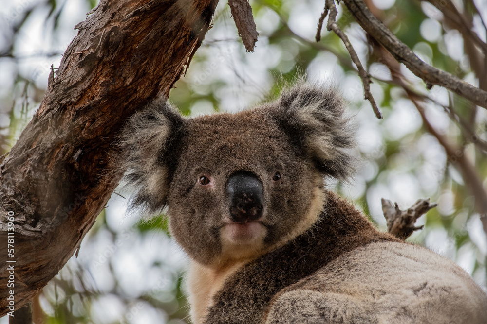 Obraz premium A koala seen in the wild on Kangaroo Island, Australia