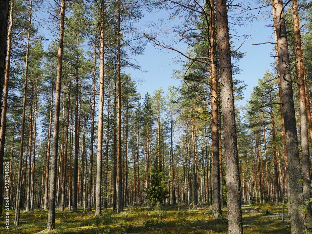 Obraz premium tall pine forest, sunny summer landscape