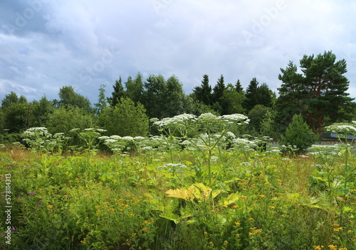 blooming hogweed giant umbrella plants grow on the edge of the forest, meadow photo