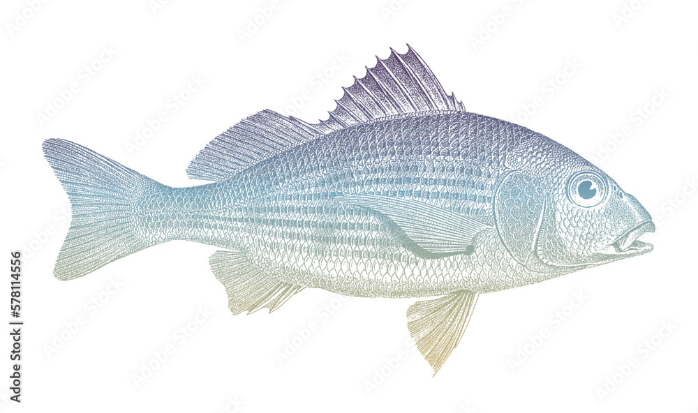 Yellowstripe grunt haemulopsis axillaris, tropical marine fish from central Pacific Yellowstripe grunt haemulopsis axillaris, tropical marine fish from central Pacific