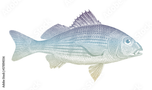 Yellowstripe grunt haemulopsis axillaris, tropical marine fish from central Pacific