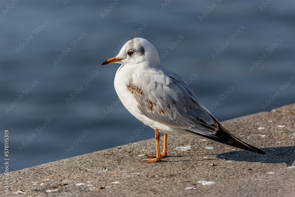 The black headed gull with grey feathers, yellow beak and legs , a young bird, standing on a stone riverbank. Blue water in the background. Sunny day.
